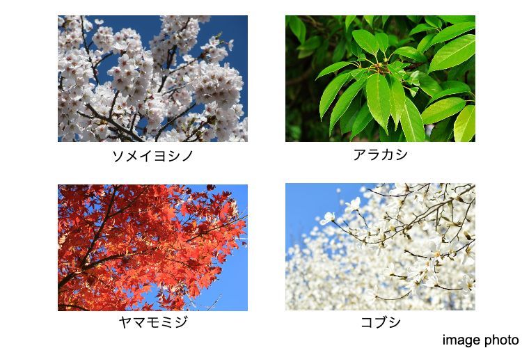 植栽計画のイメージ画像